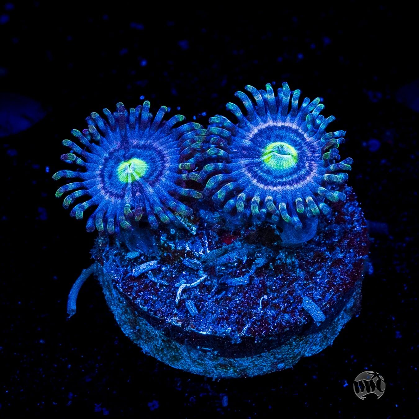 WWC Avocado Smasher Zoanthids