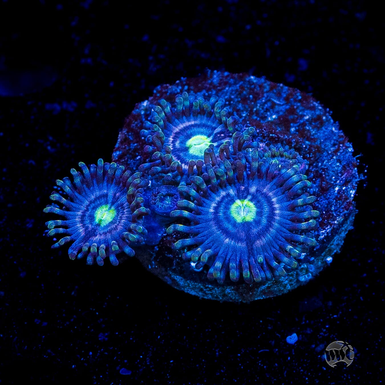 WWC Avocado Smasher Zoanthids