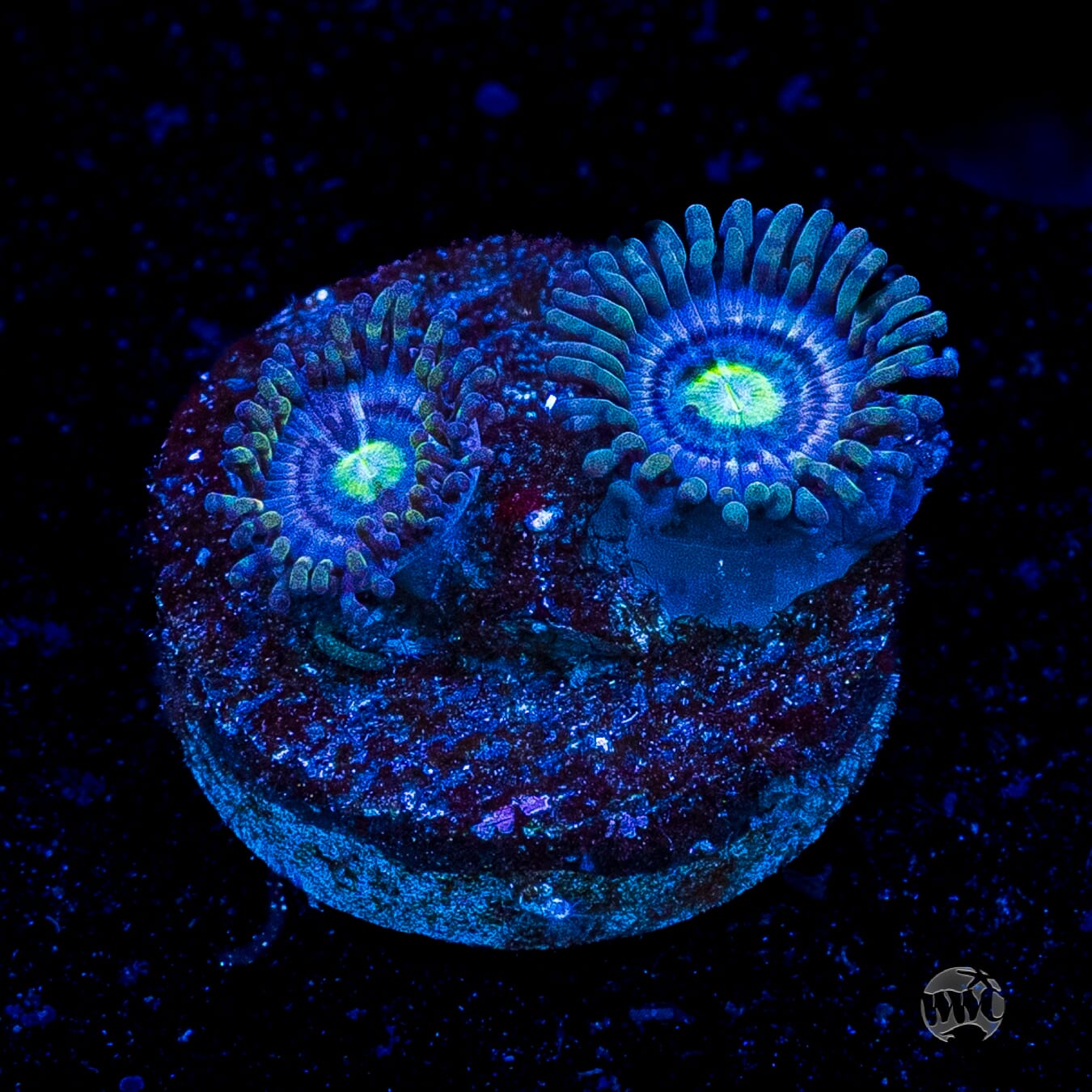 WWC Avocado Smasher Zoanthids