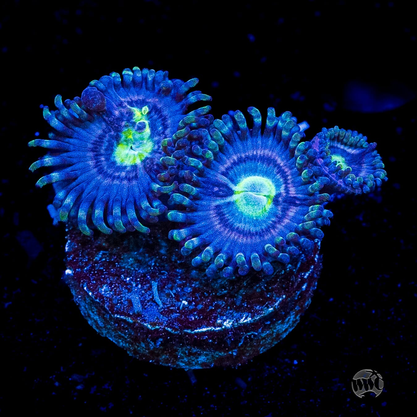 WWC Avocado Smasher Zoanthids