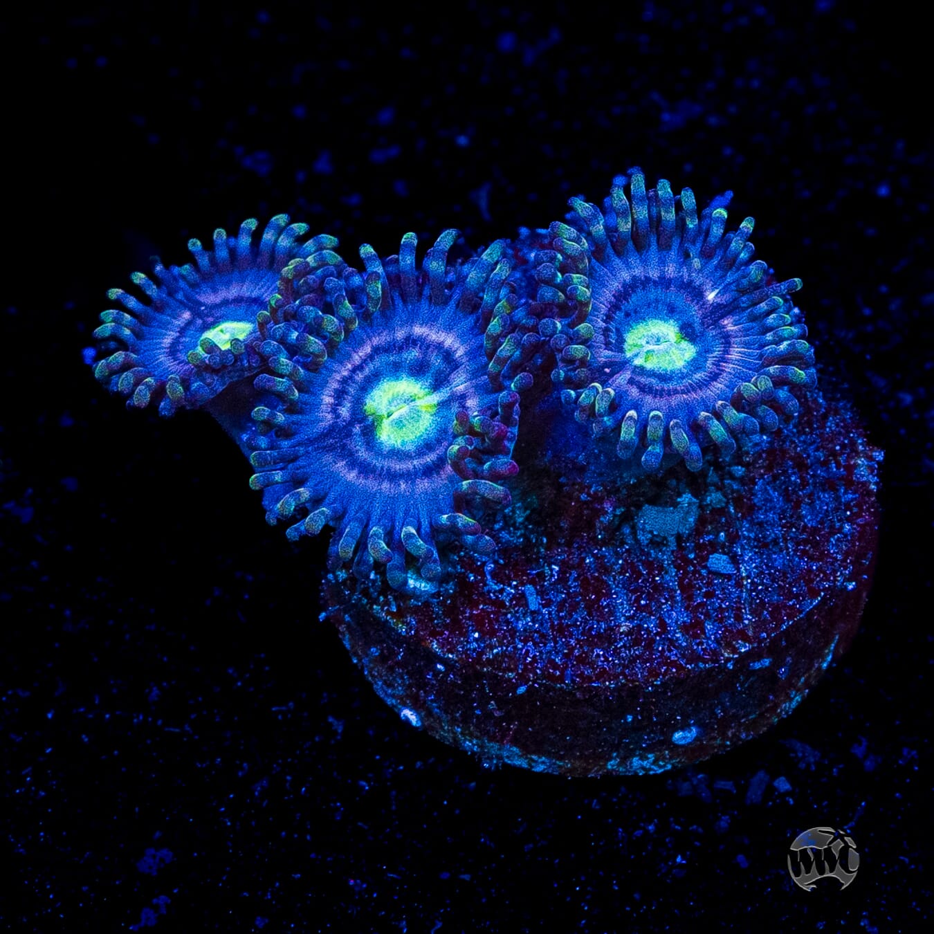 WWC Avocado Smasher Zoanthids