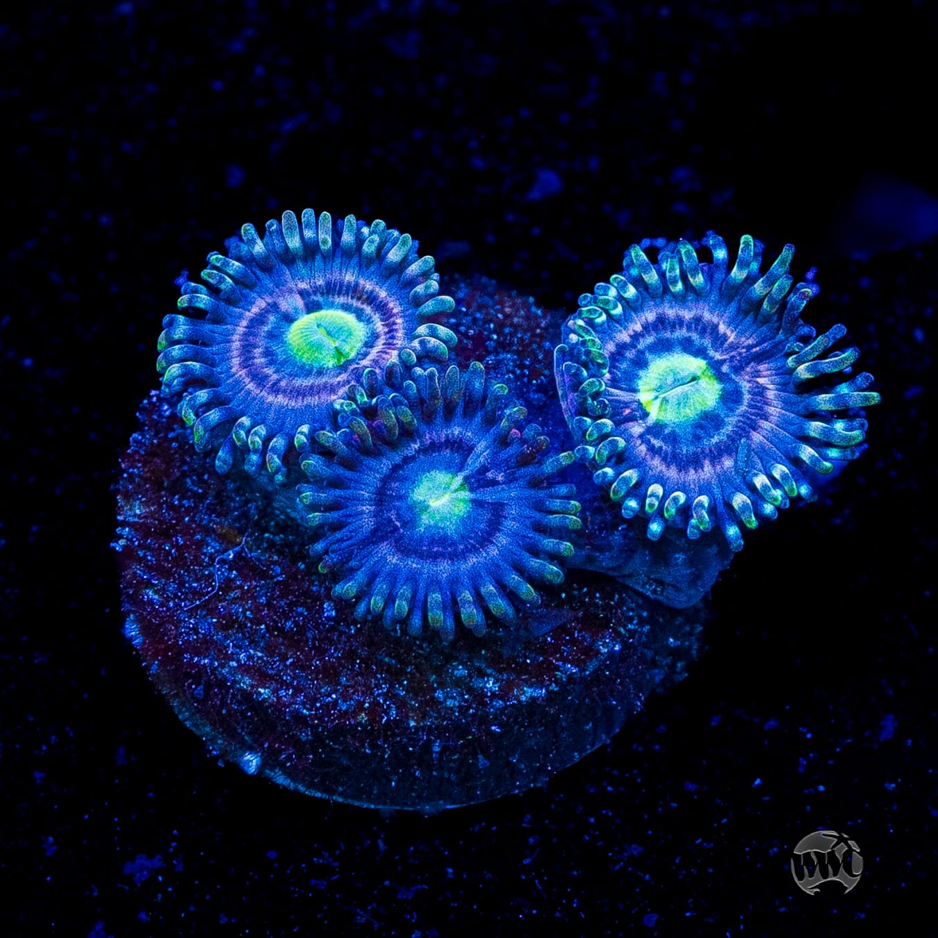 WWC Avocado Smasher Zoanthids