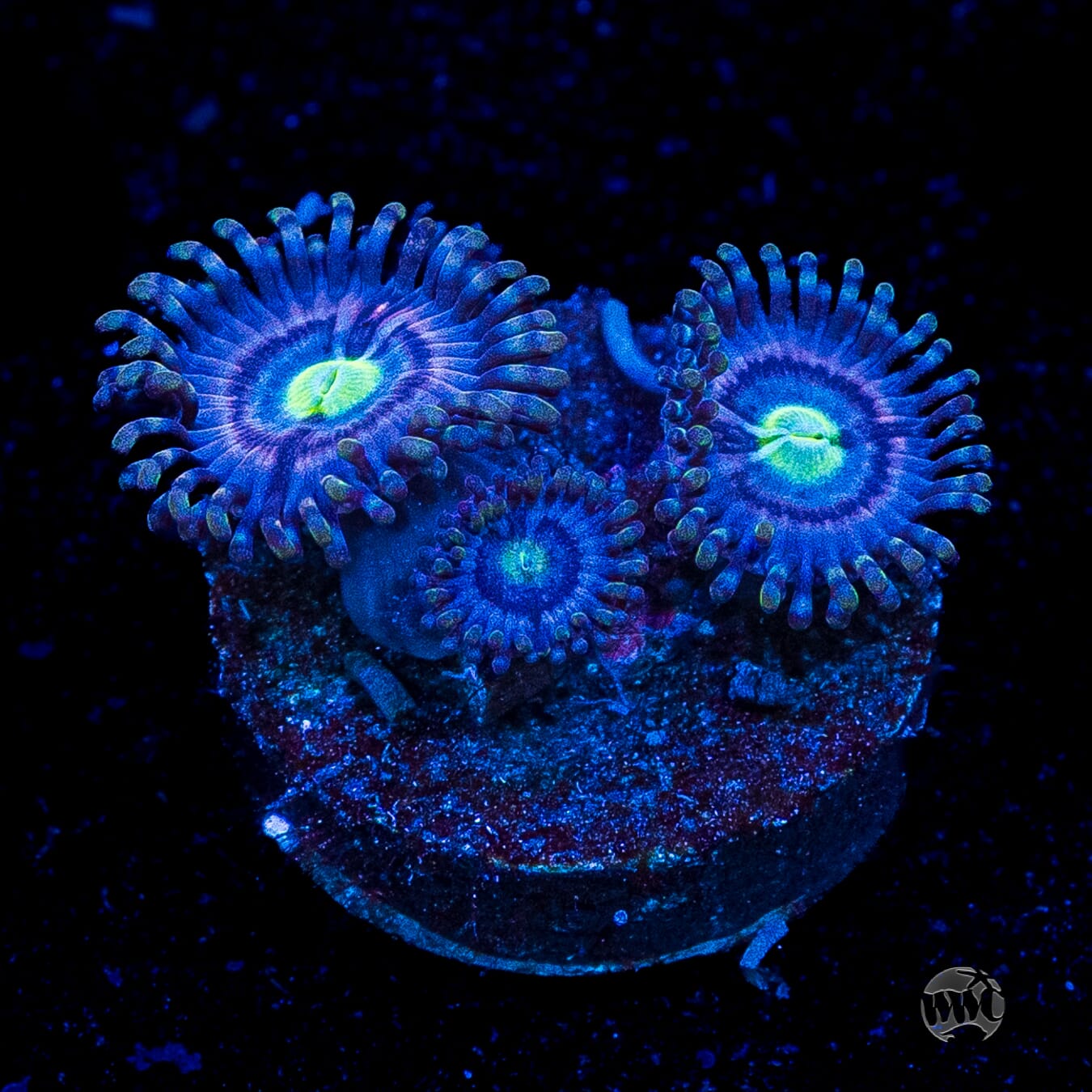 WWC Avocado Smasher Zoanthids