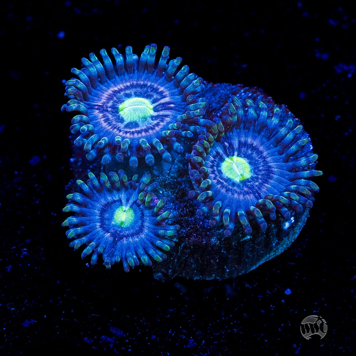 WWC Avocado Smasher Zoanthids