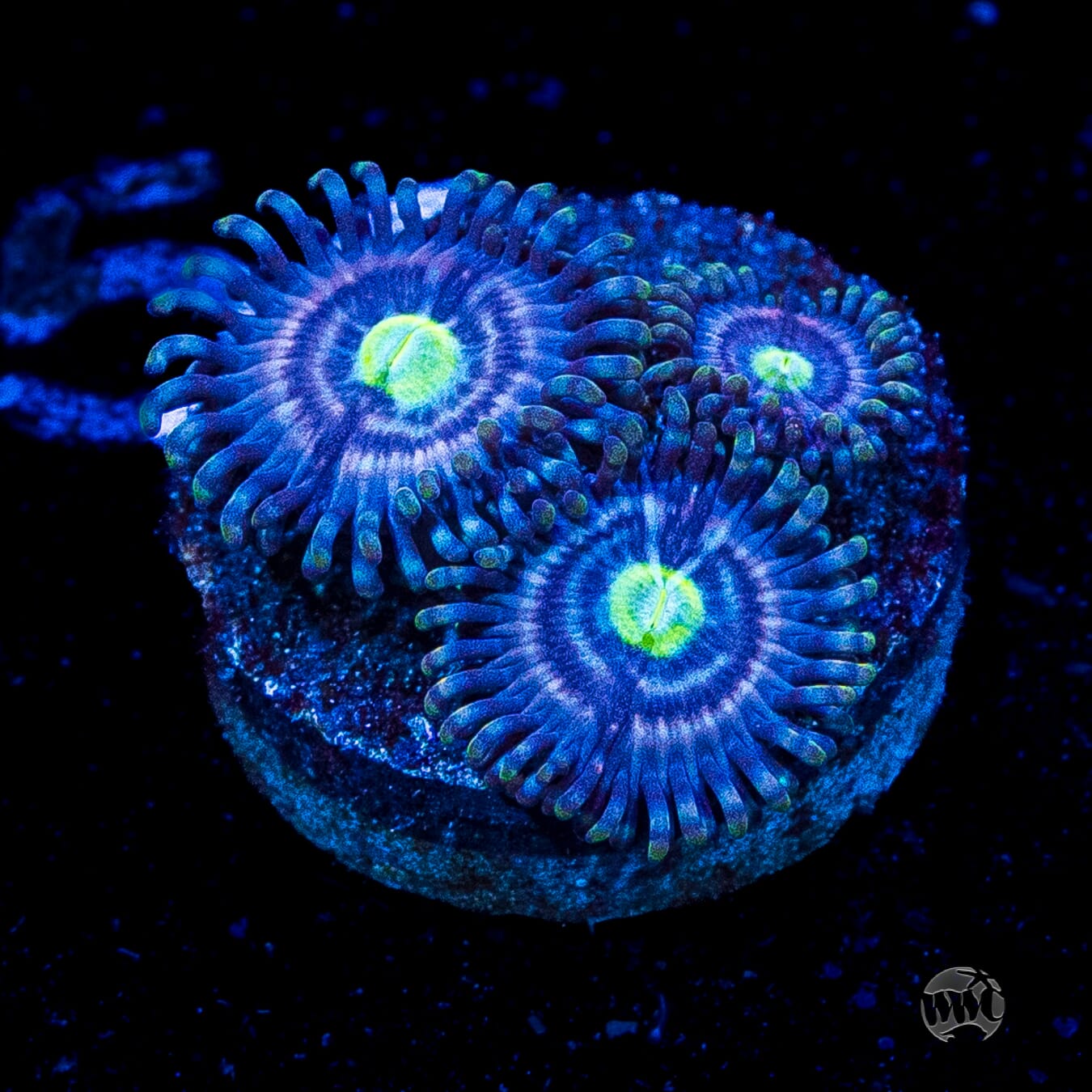WWC Avocado Smasher Zoanthids