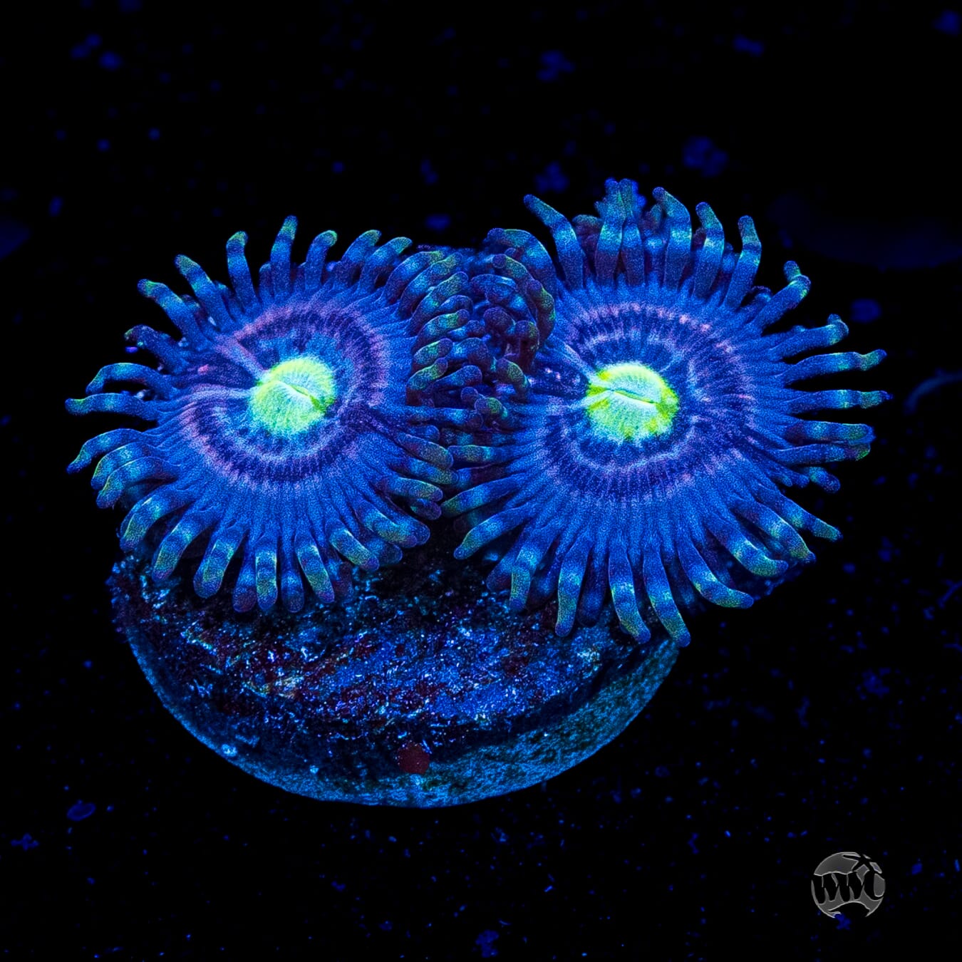WWC Avocado Smasher Zoanthids