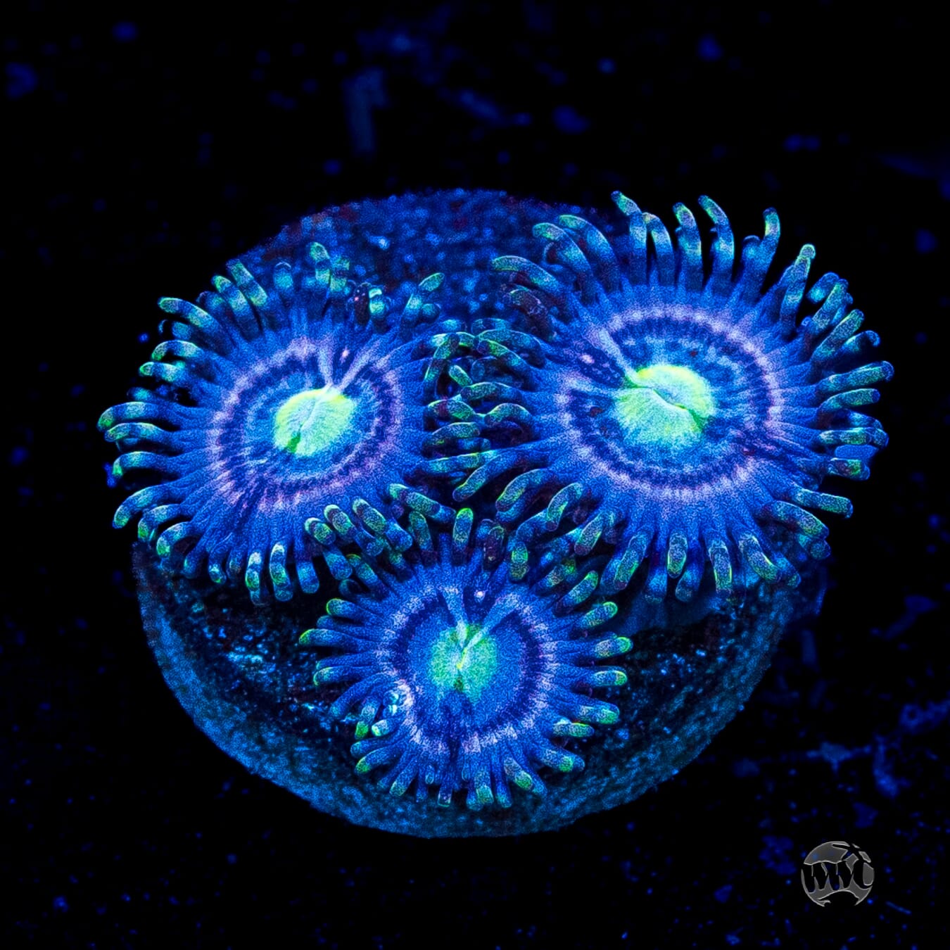 WWC Avocado Smasher Zoanthids