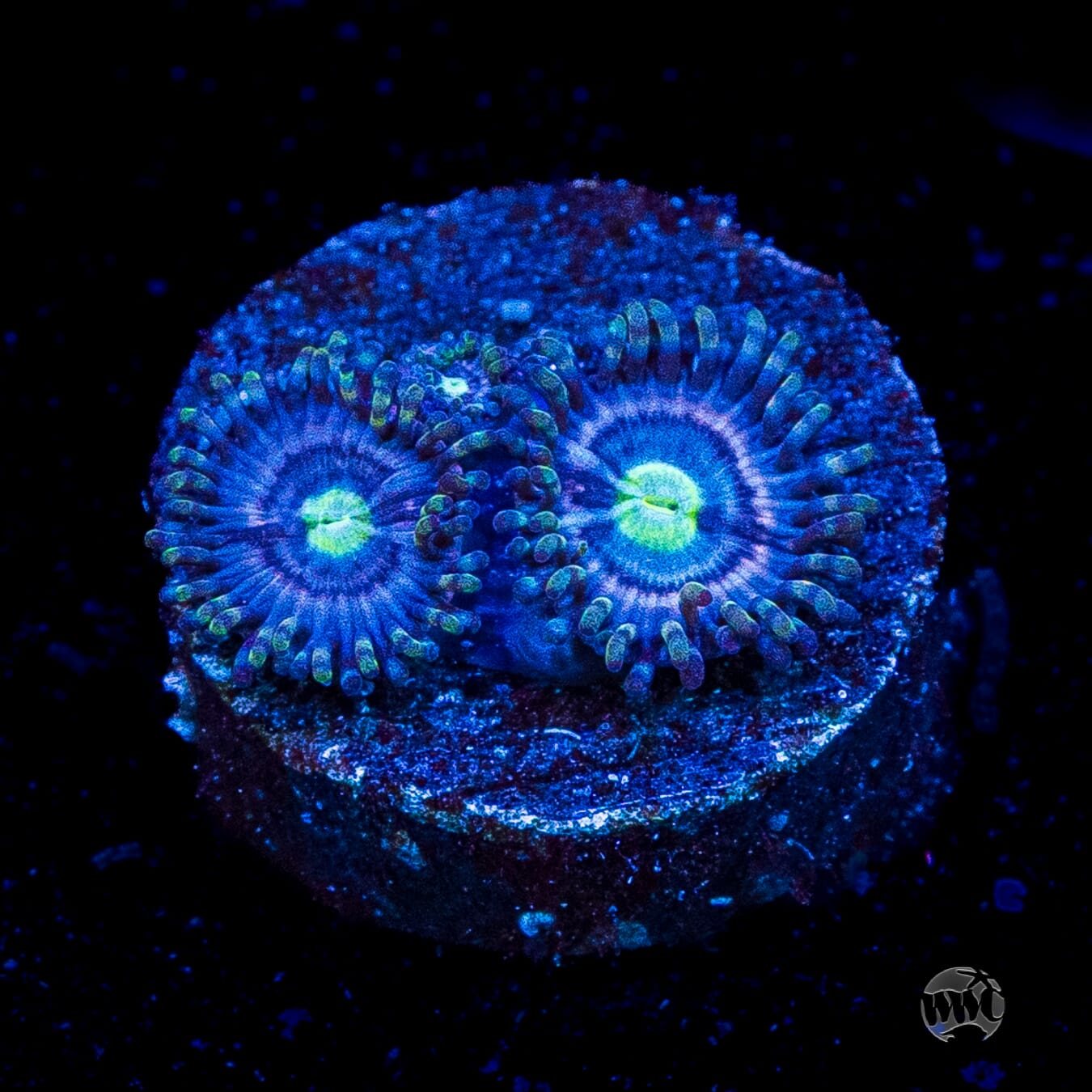 WWC Avocado Smasher Zoanthids
