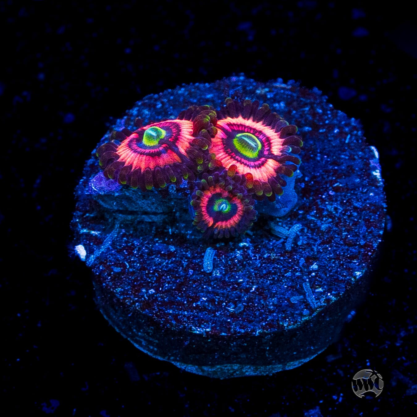 WWC Ultimate Bubblegum Pink Zoanthids