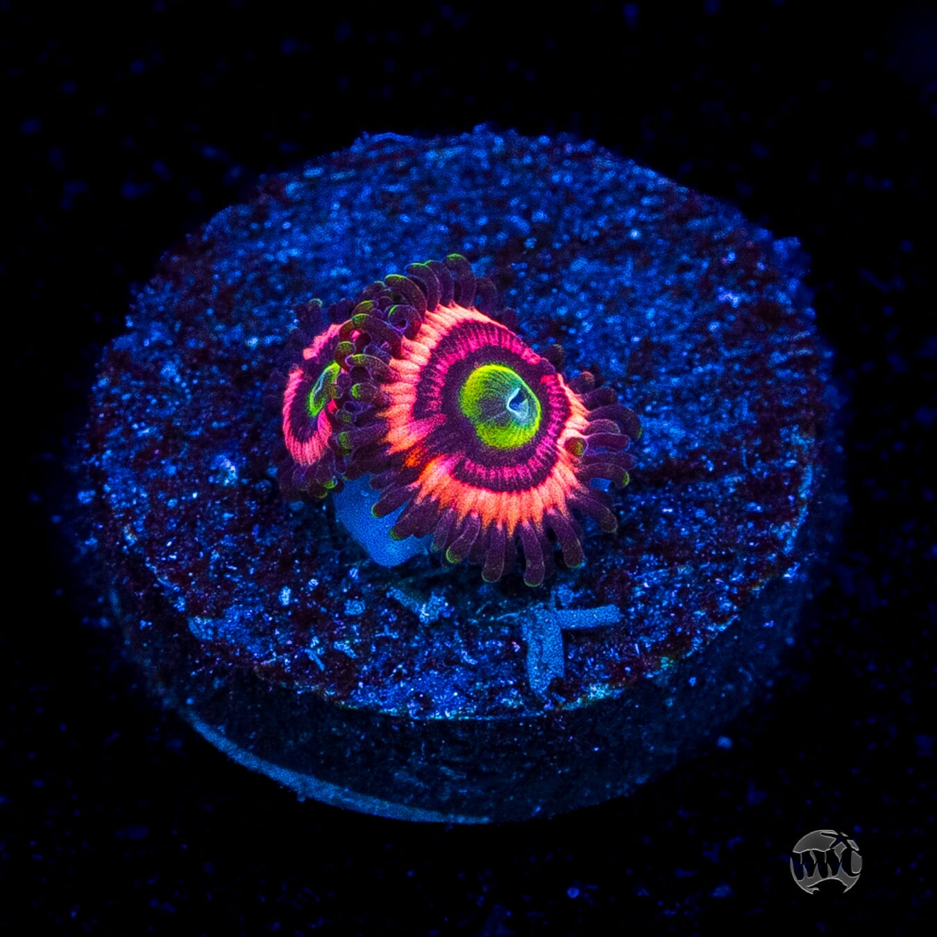 WWC Ultimate Bubblegum Pink Zoanthids