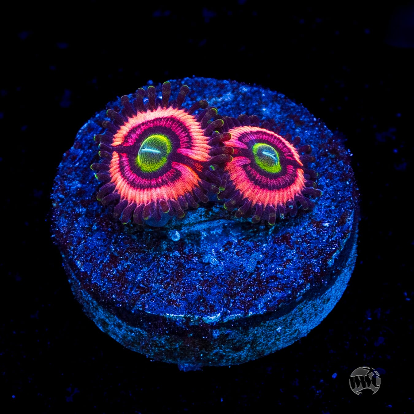 WWC Ultimate Bubblegum Pink Zoanthids