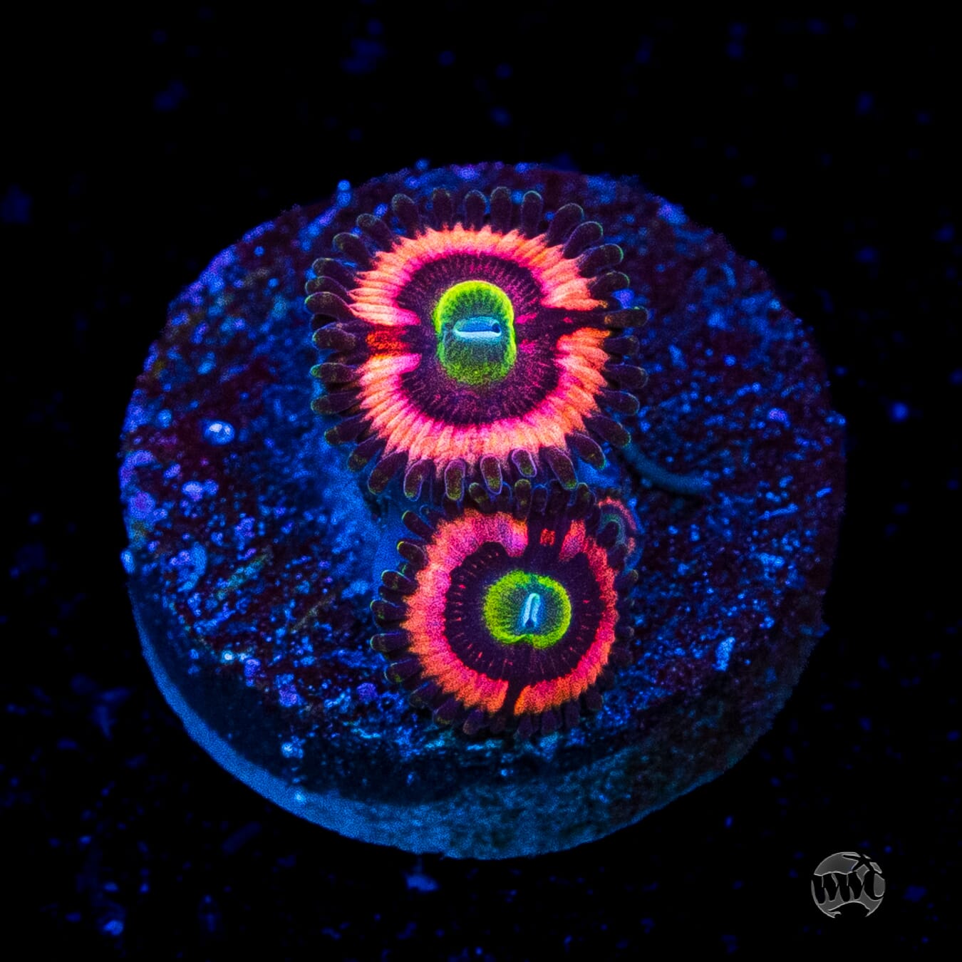 WWC Ultimate Bubblegum Pink Zoanthids