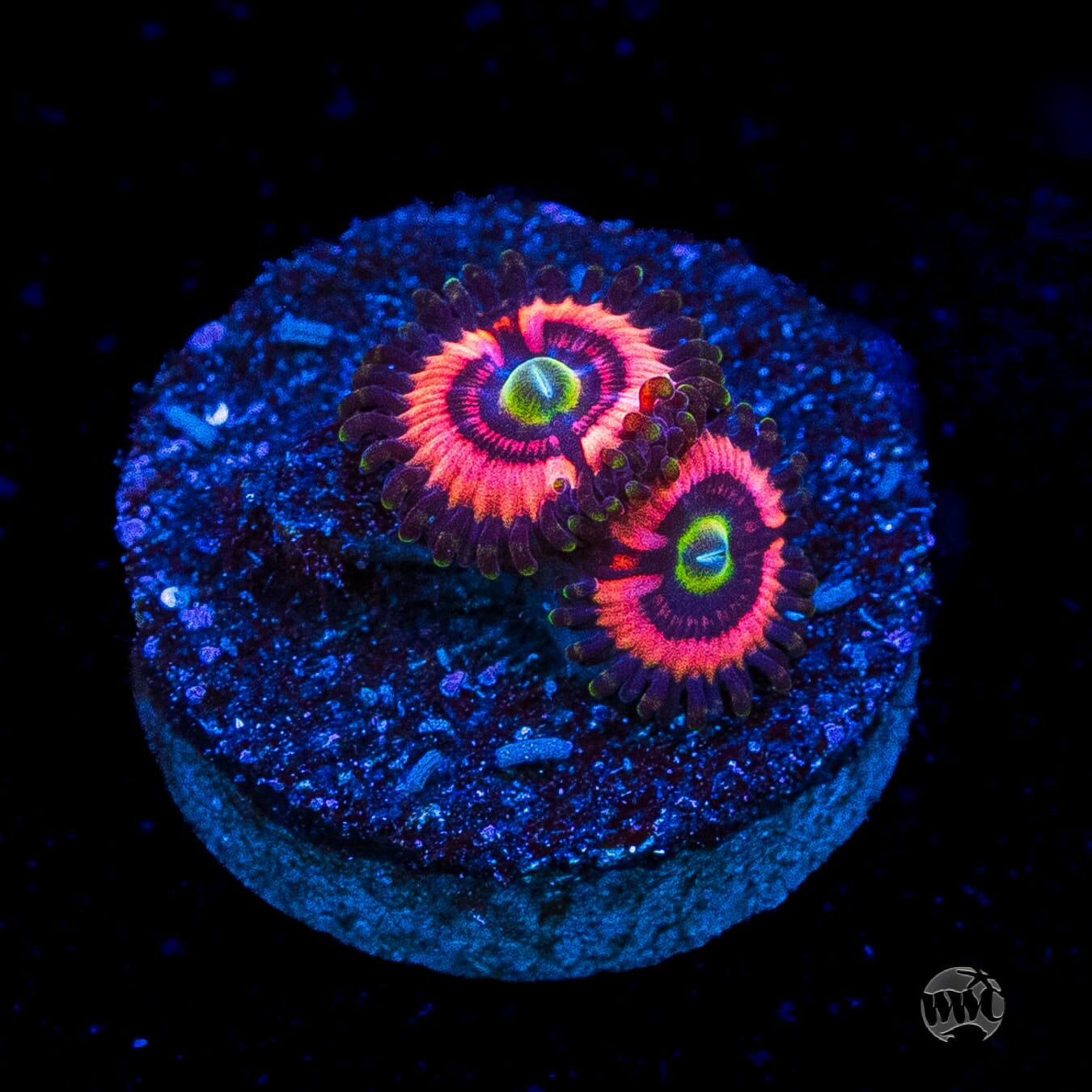 WWC Ultimate Bubblegum Pink Zoanthids