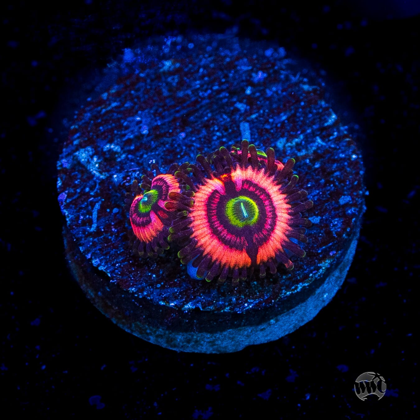 WWC Ultimate Bubblegum Pink Zoanthids