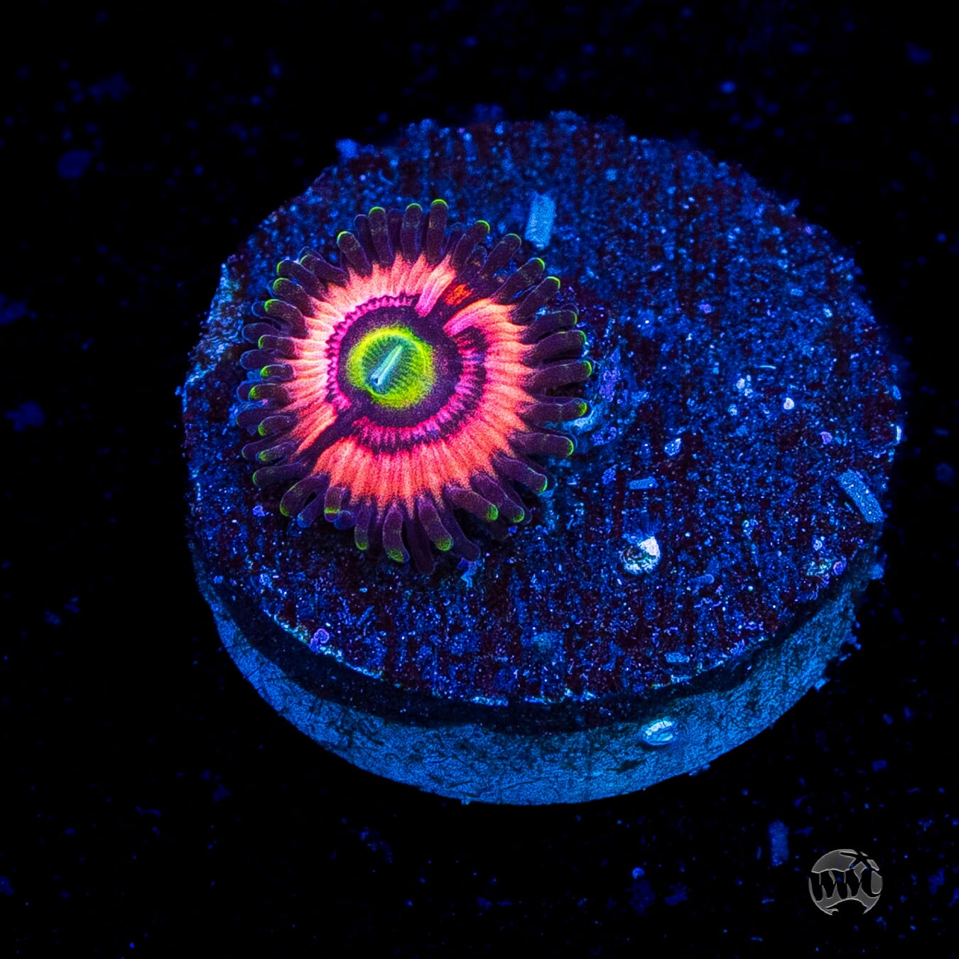 WWC Ultimate Bubblegum Pink Zoanthids