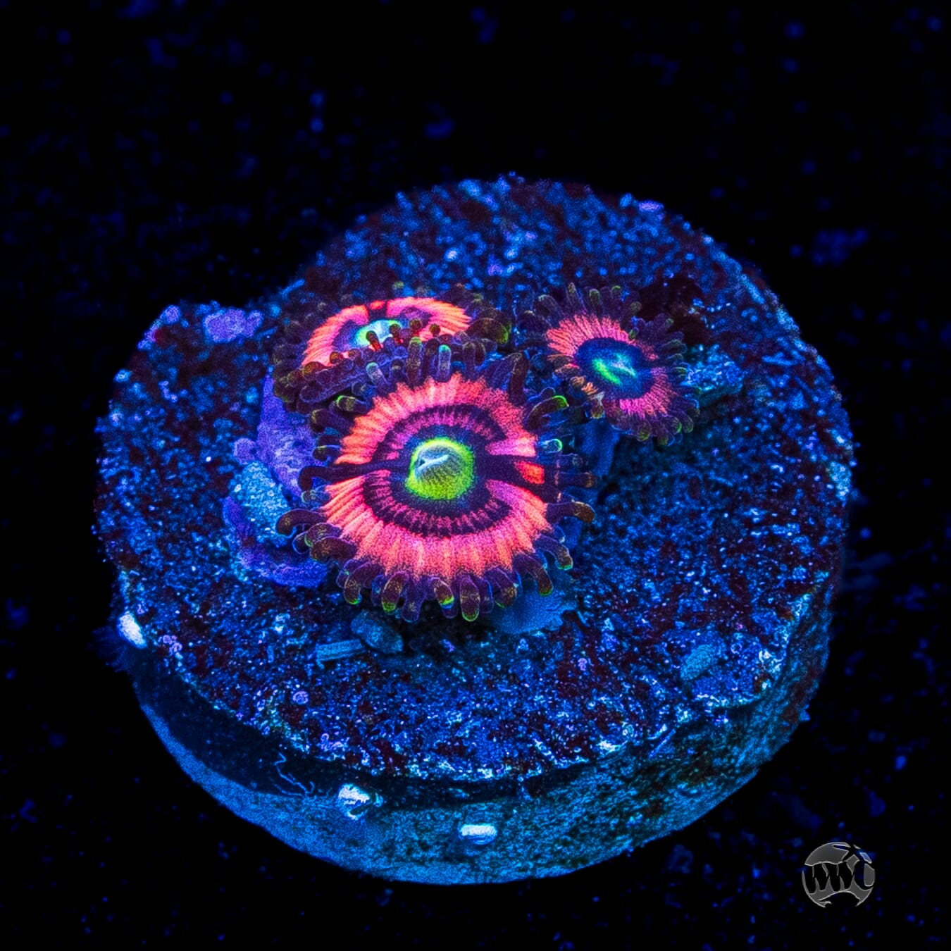 WWC Ultimate Bubblegum Pink Zoanthids