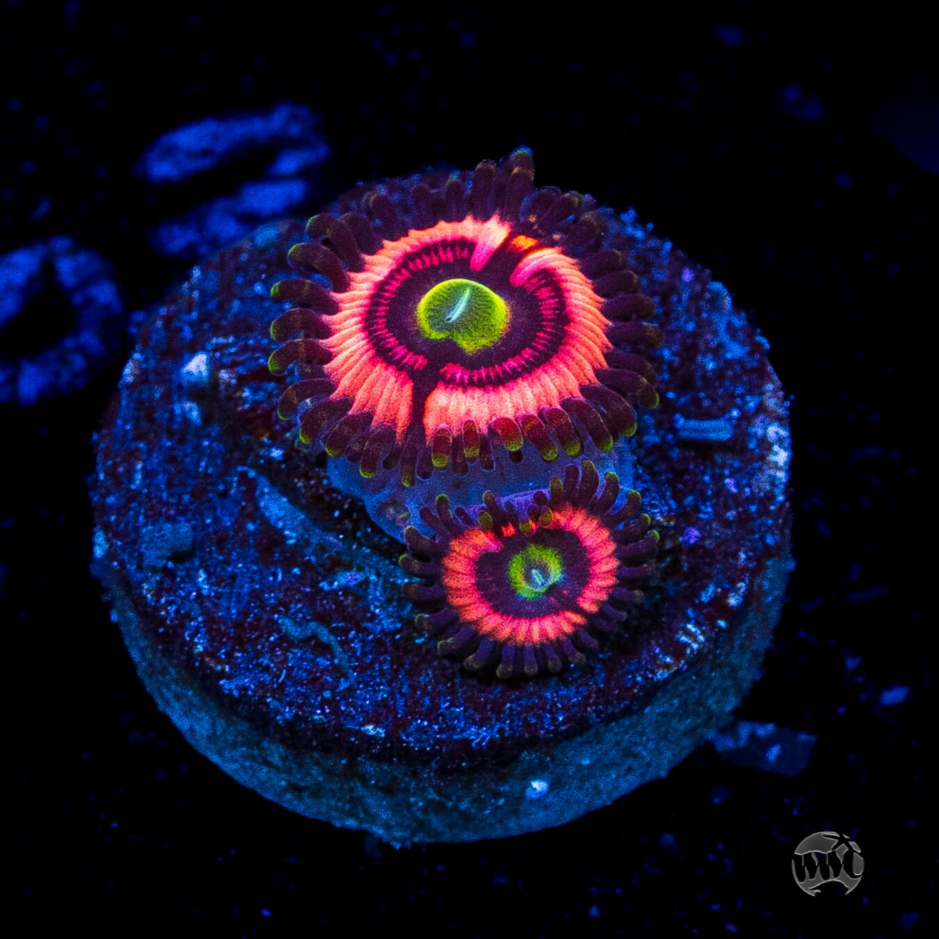WWC Ultimate Bubblegum Pink Zoanthids