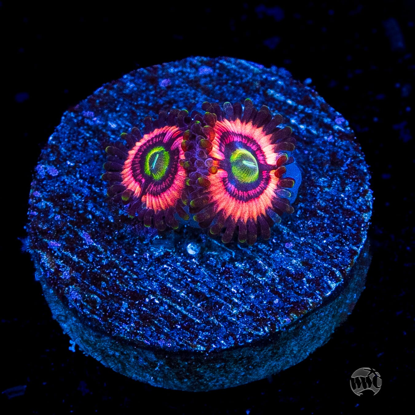 WWC Ultimate Bubblegum Pink Zoanthids