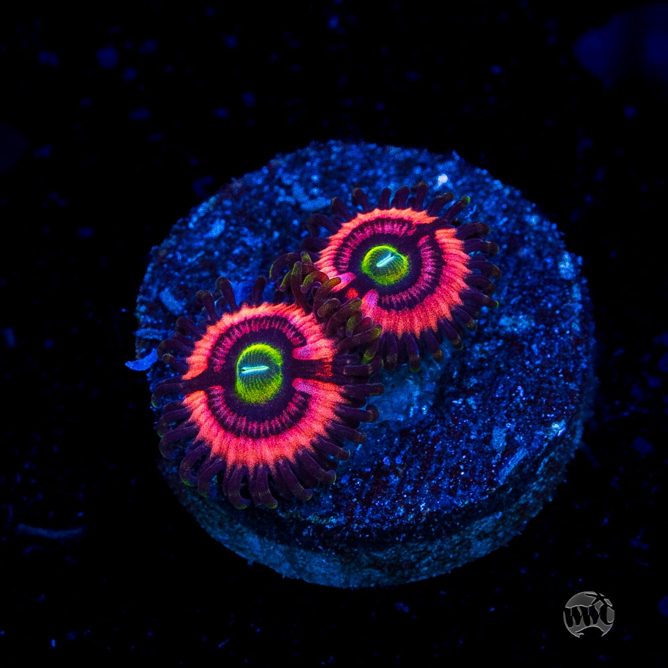 WWC Ultimate Bubblegum Pink Zoanthids