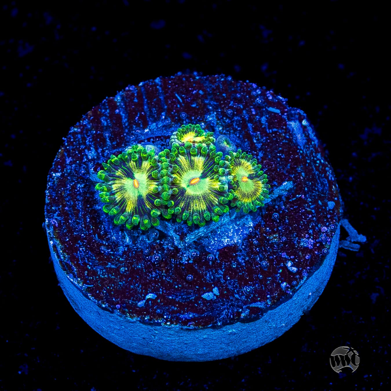 WWC Emerald Nightmare Zoanthids