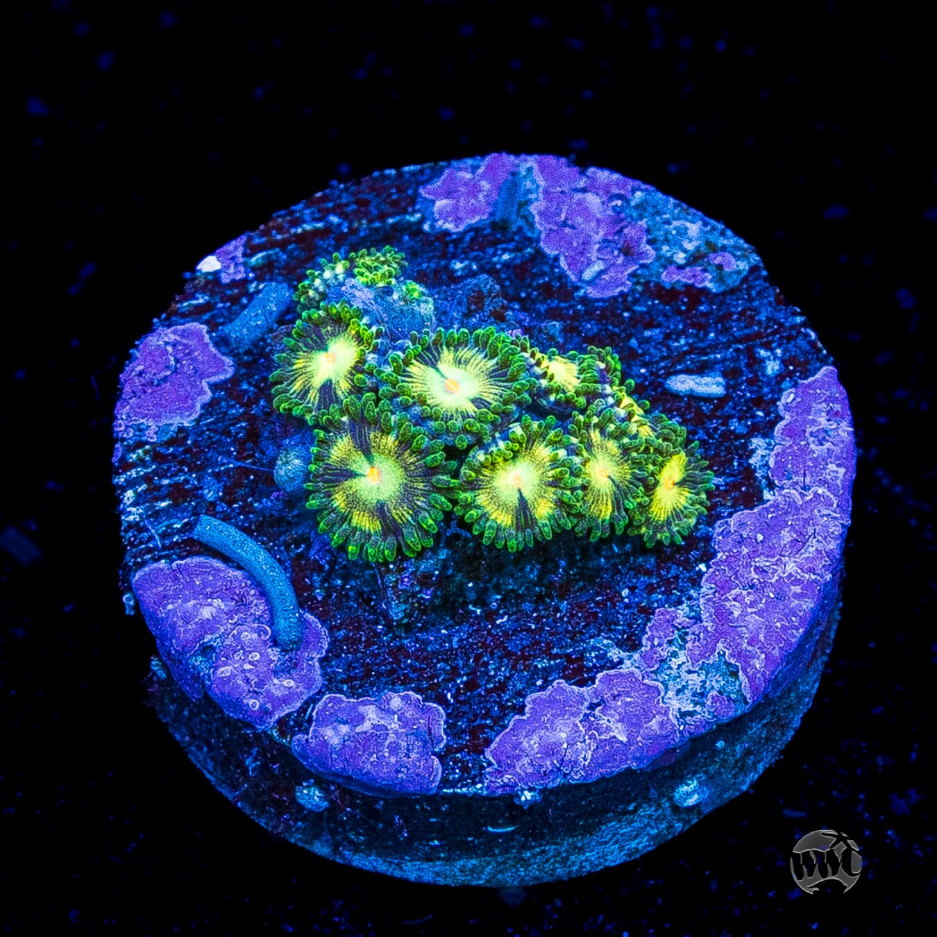 WWC Emerald Nightmare Zoanthids