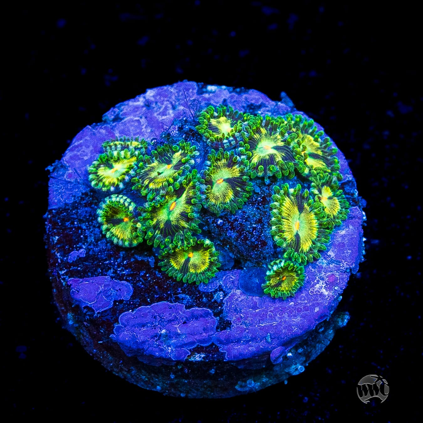 WWC Emerald Nightmare Zoanthids