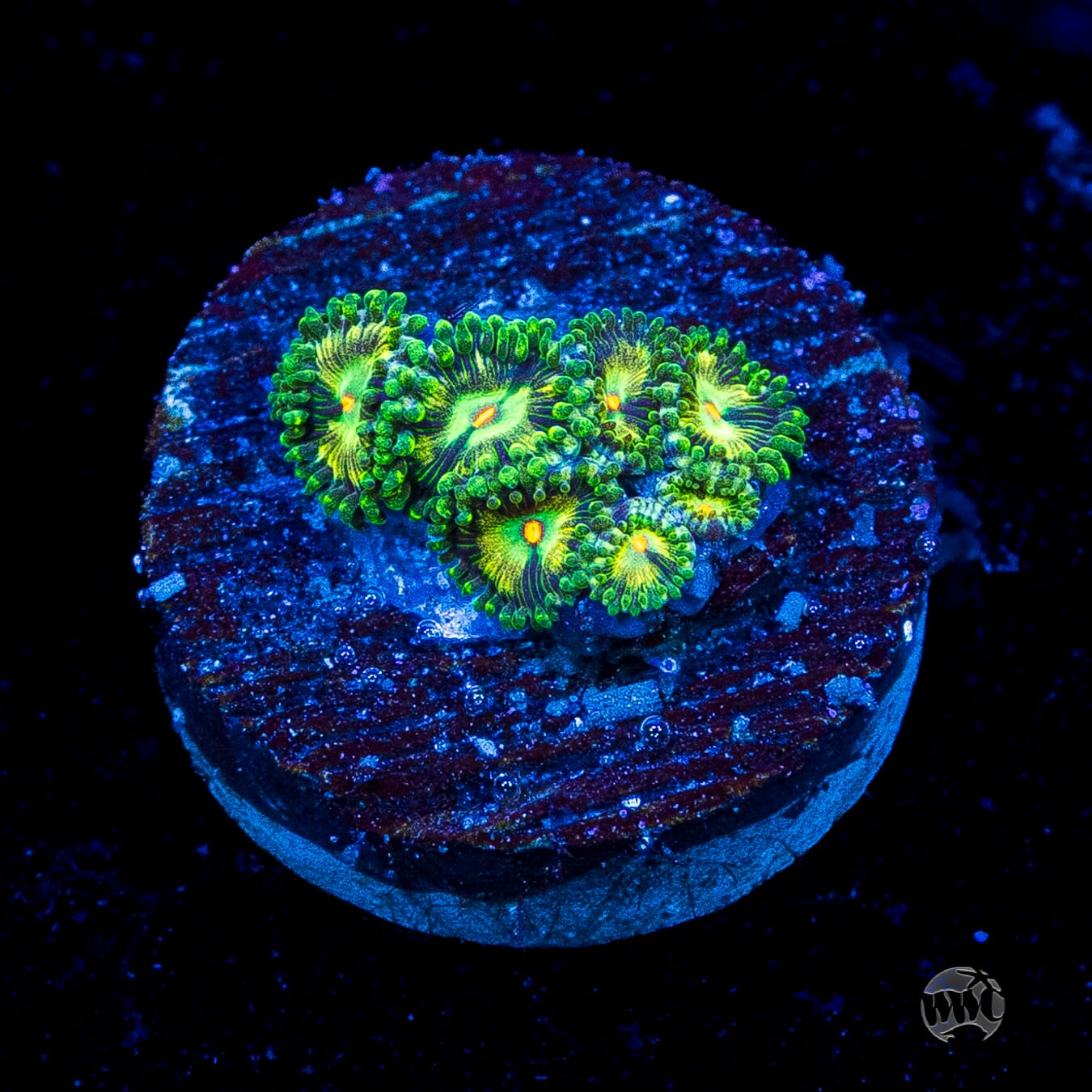 WWC Emerald Nightmare Zoanthids