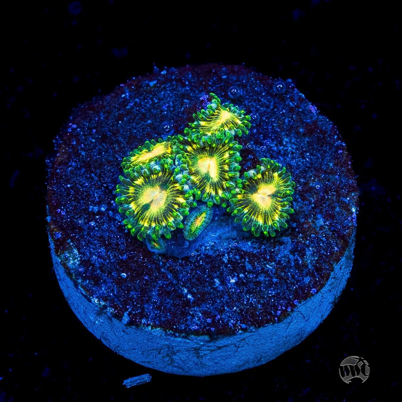 WWC Emerald Nightmare Zoanthids
