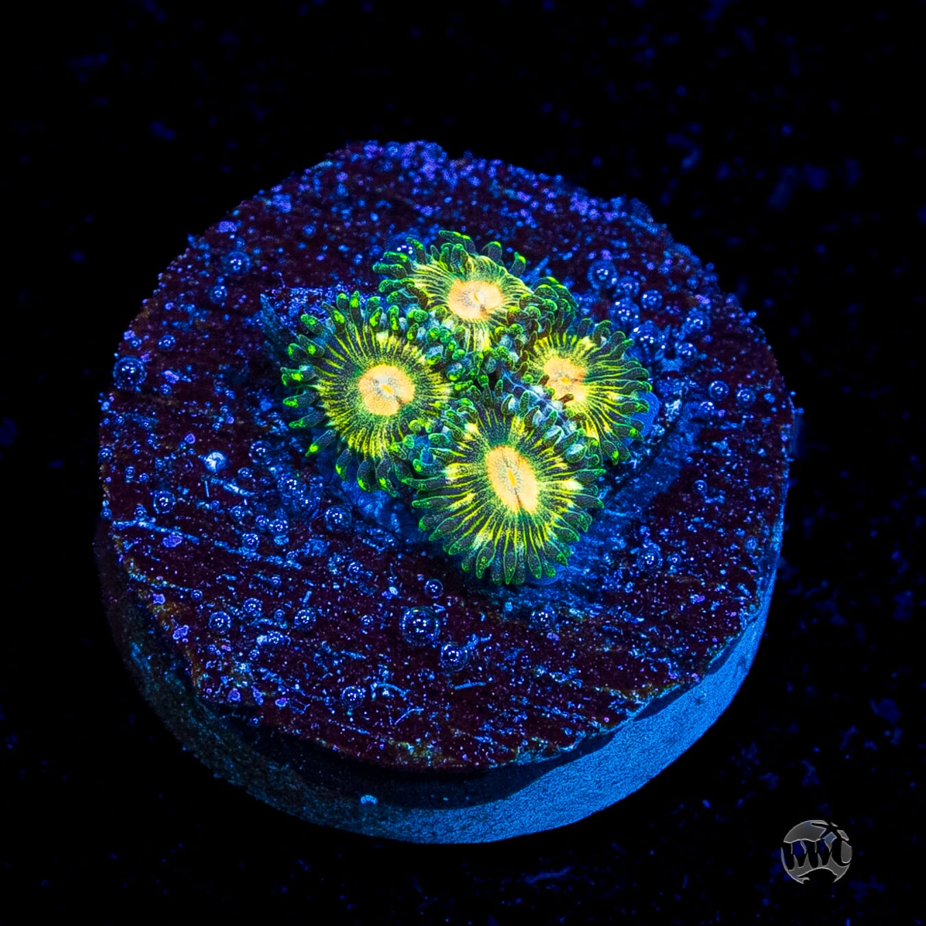 WWC Emerald Nightmare Zoanthids