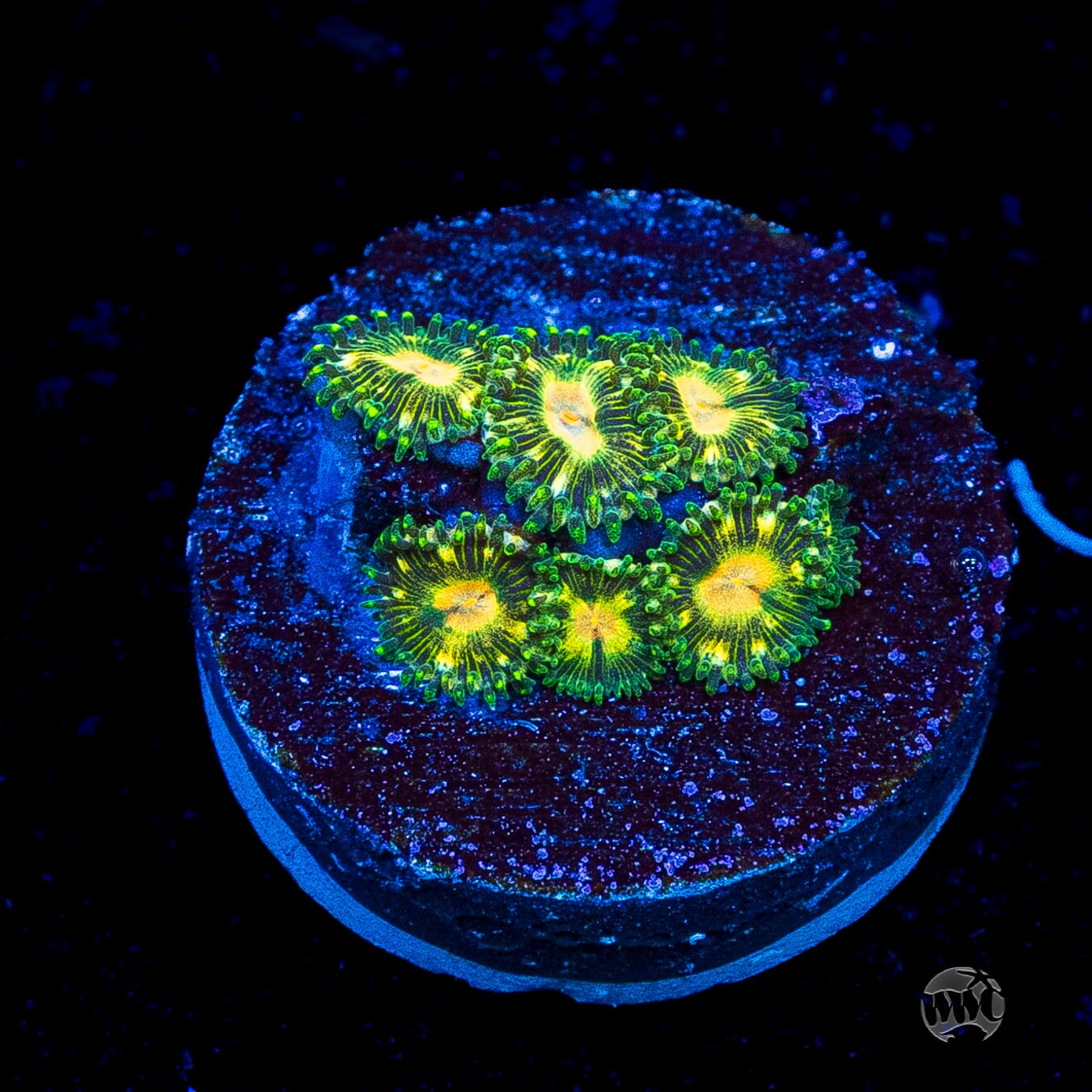 WWC Emerald Nightmare Zoanthids
