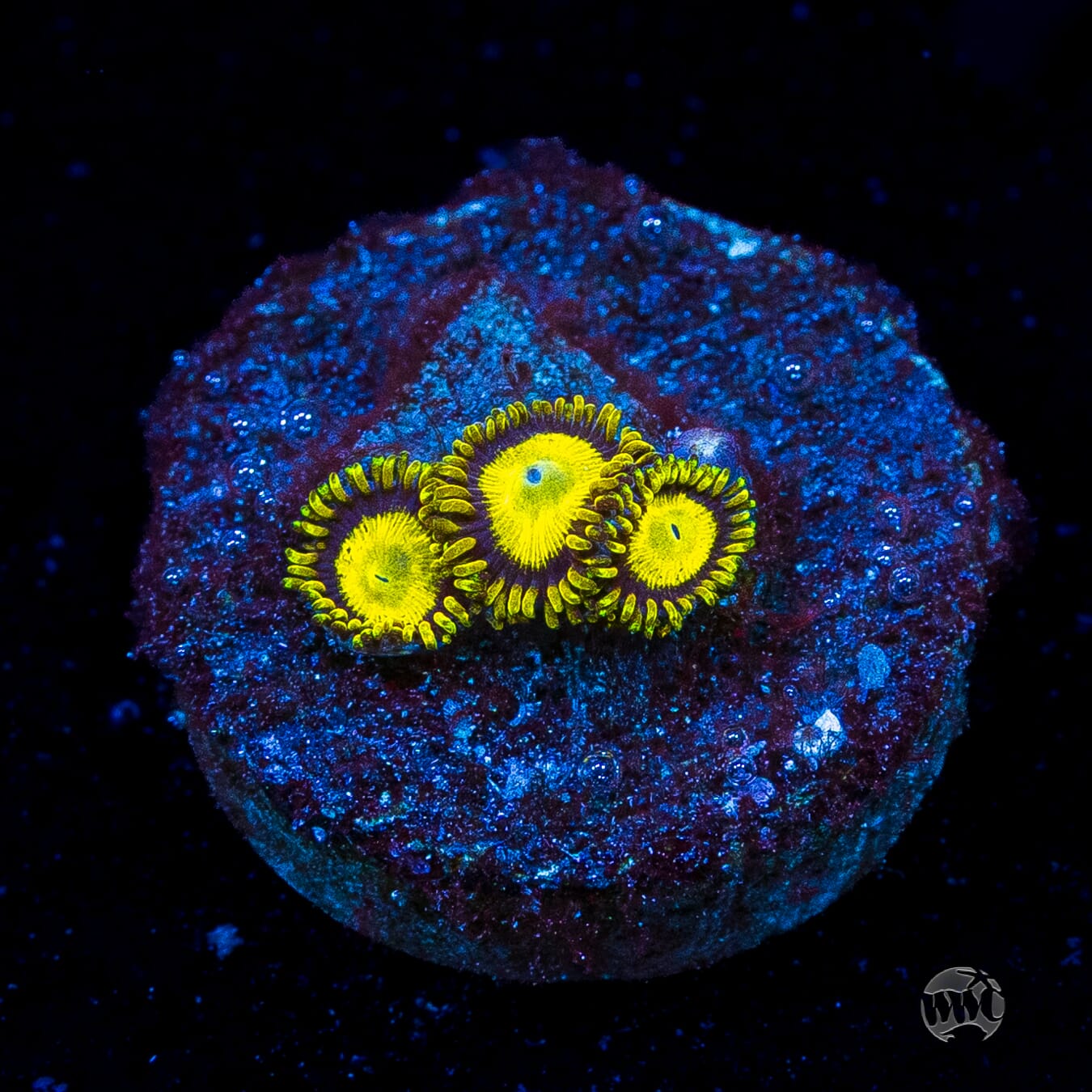 King Midas Zoanthids