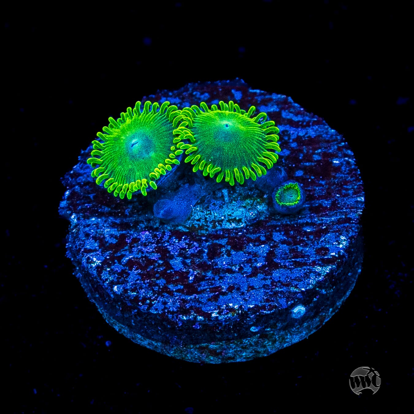 WWC Toxic Tonic Zoanthids
