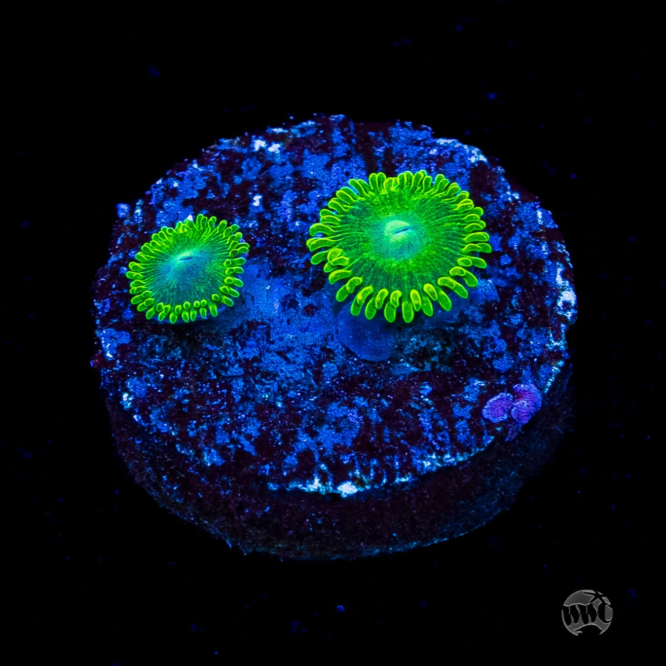 WWC Toxic Tonic Zoanthids