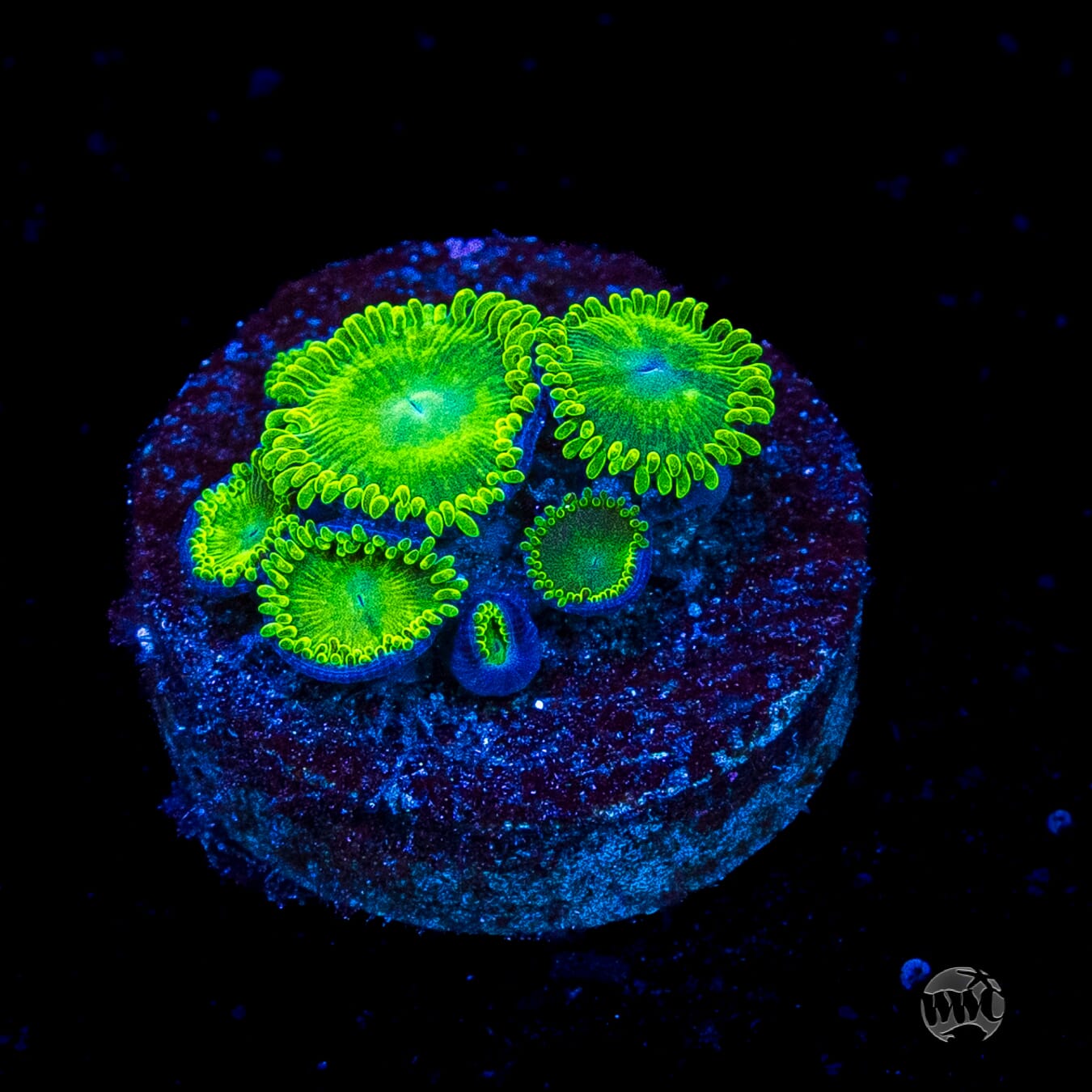 WWC Toxic Tonic Zoanthids