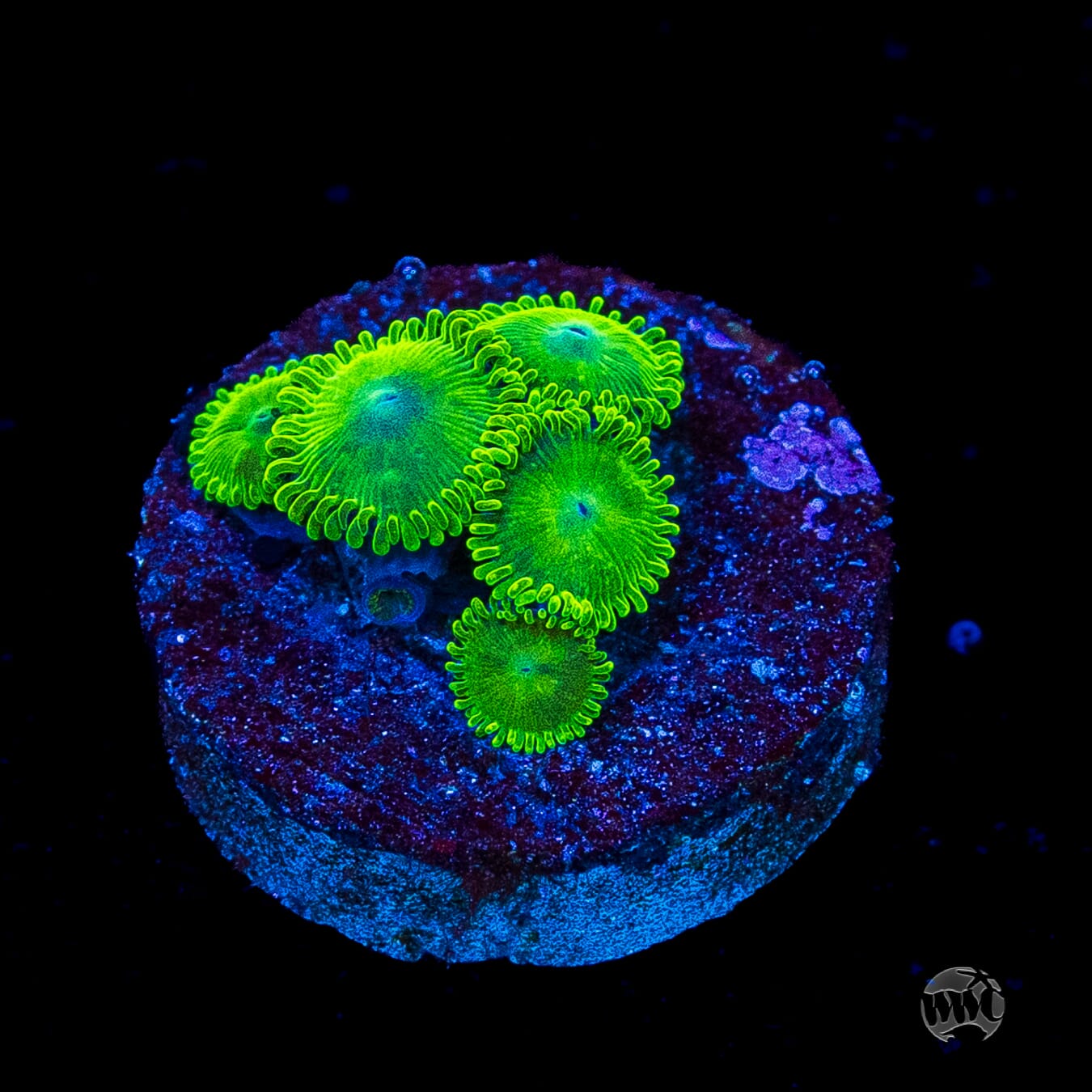 WWC Toxic Tonic Zoanthids