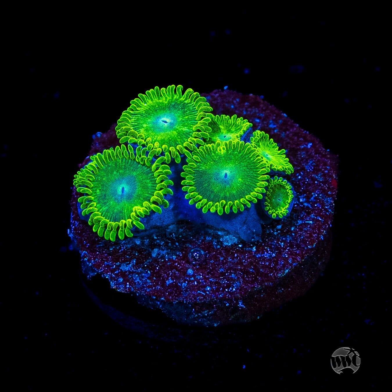 WWC Toxic Tonic Zoanthids