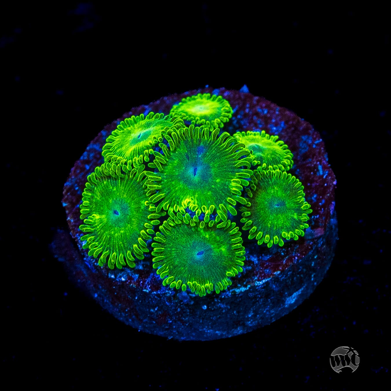 WWC Toxic Tonic Zoanthids