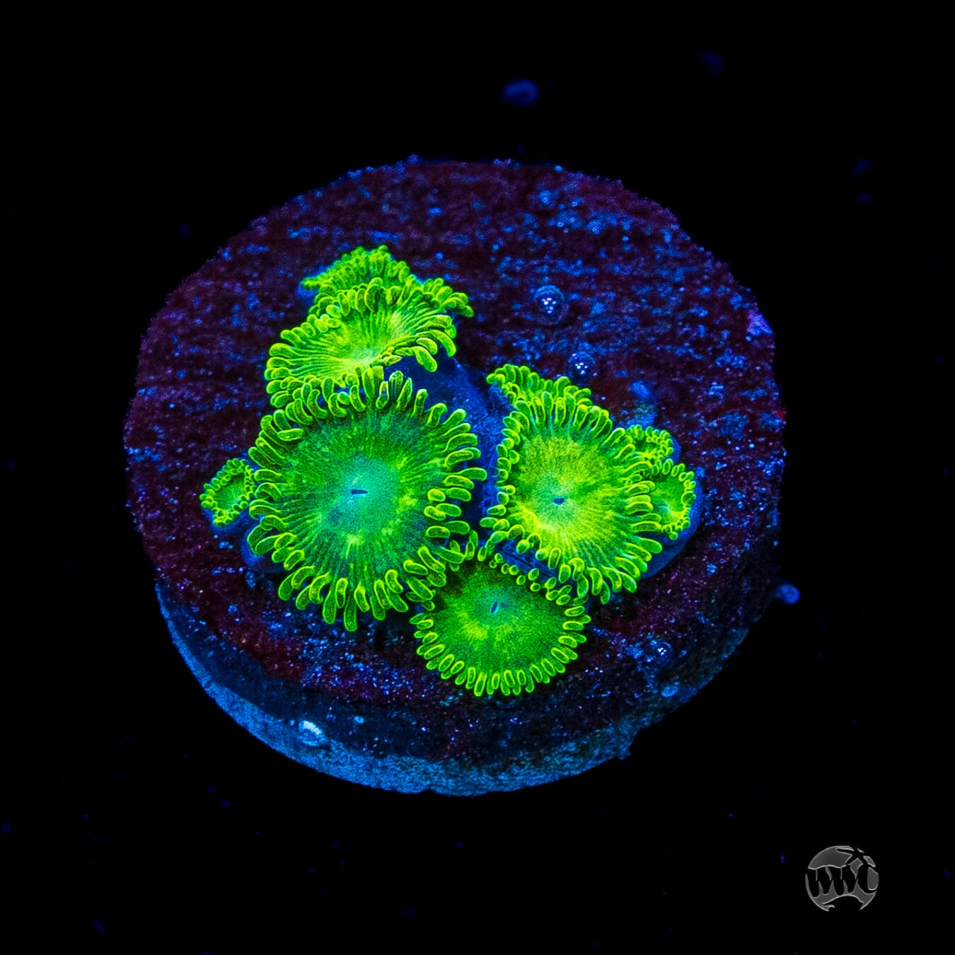 WWC Toxic Tonic Zoanthids