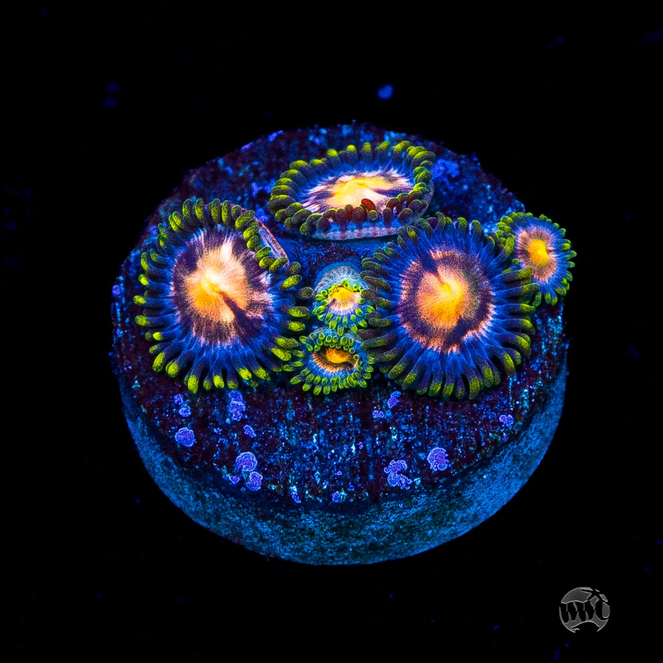 WWC Sweet Tooth Zoanthids