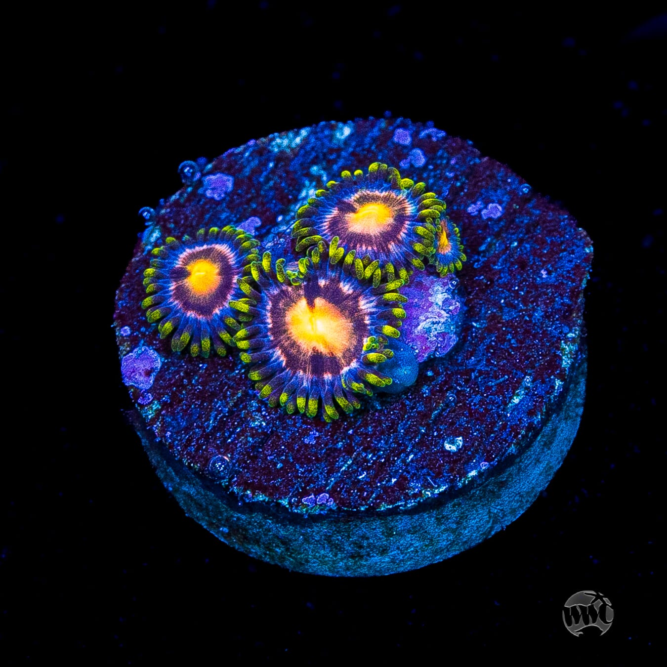 WWC Sweet Tooth Zoanthids