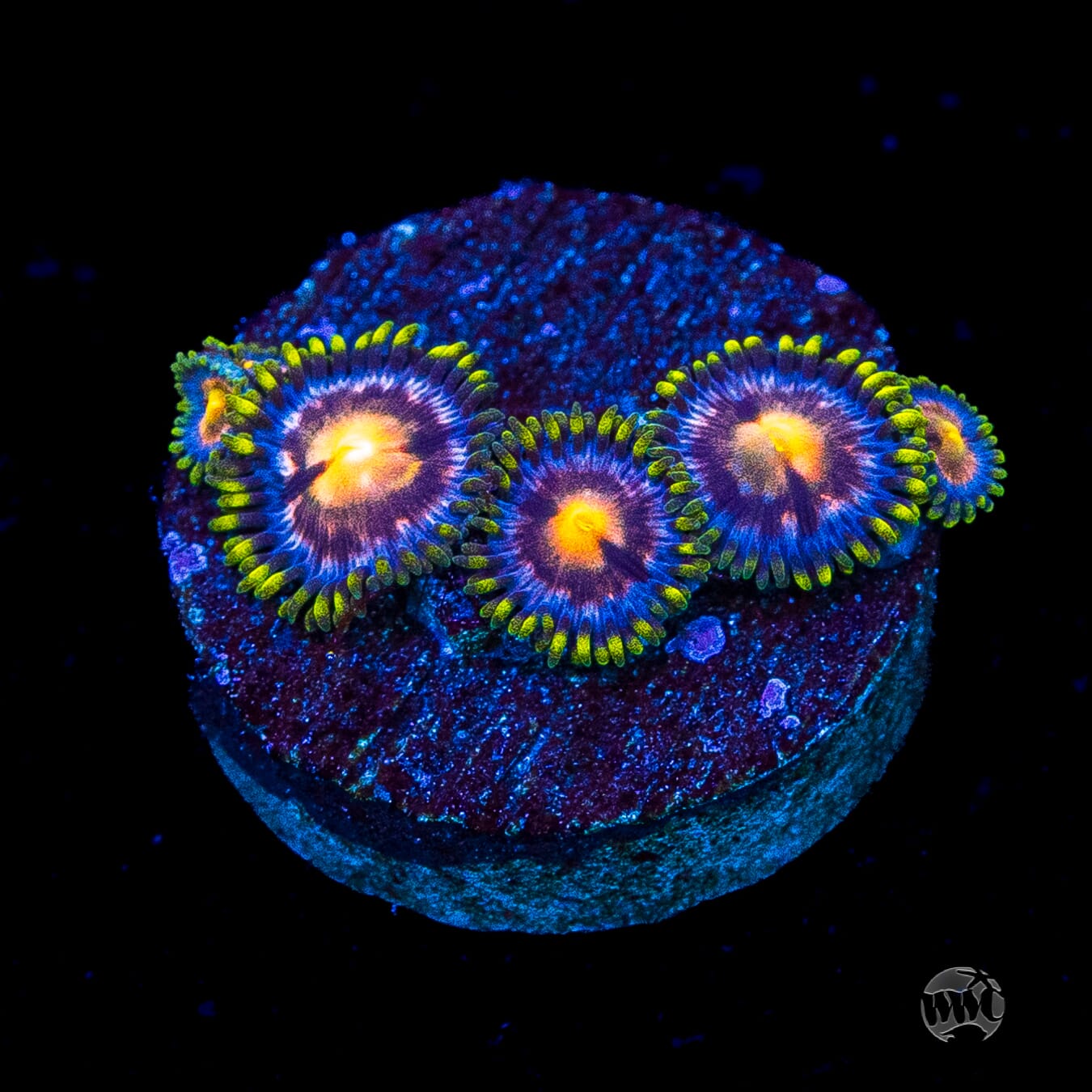WWC Sweet Tooth Zoanthids