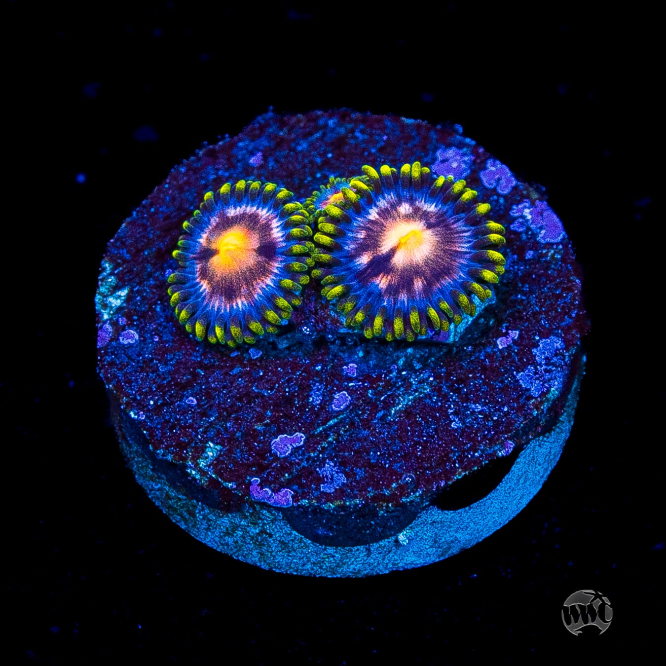 WWC Sweet Tooth Zoanthids