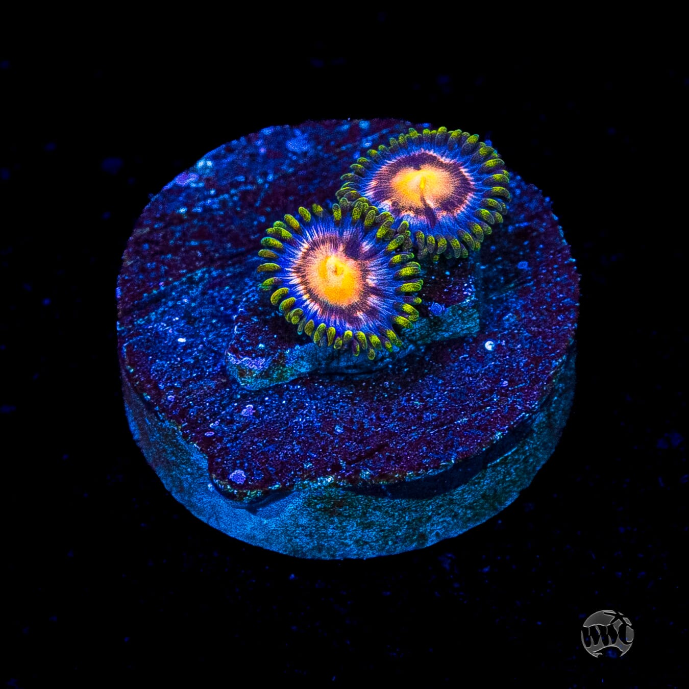 WWC Sweet Tooth Zoanthids