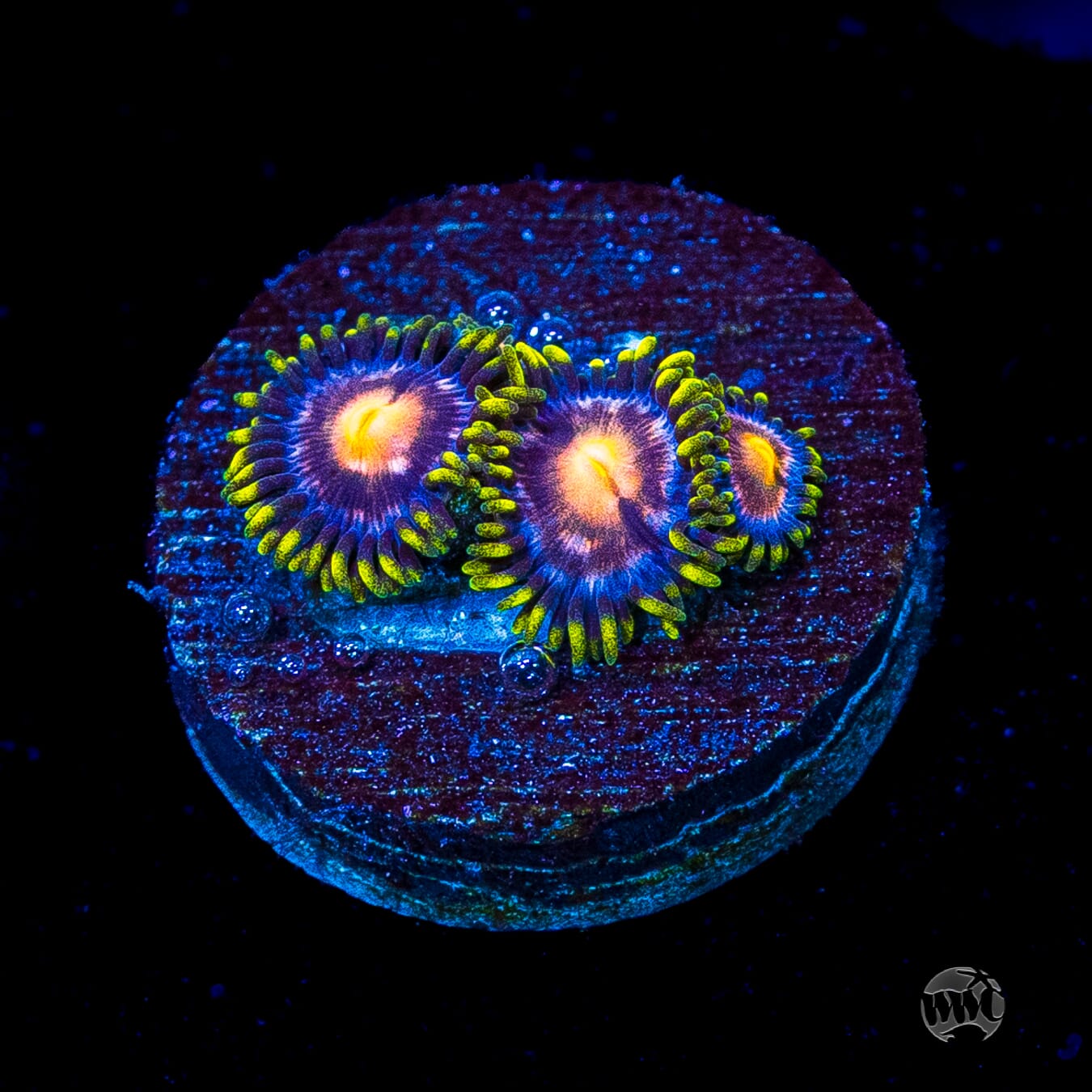 WWC Sweet Tooth Zoanthids