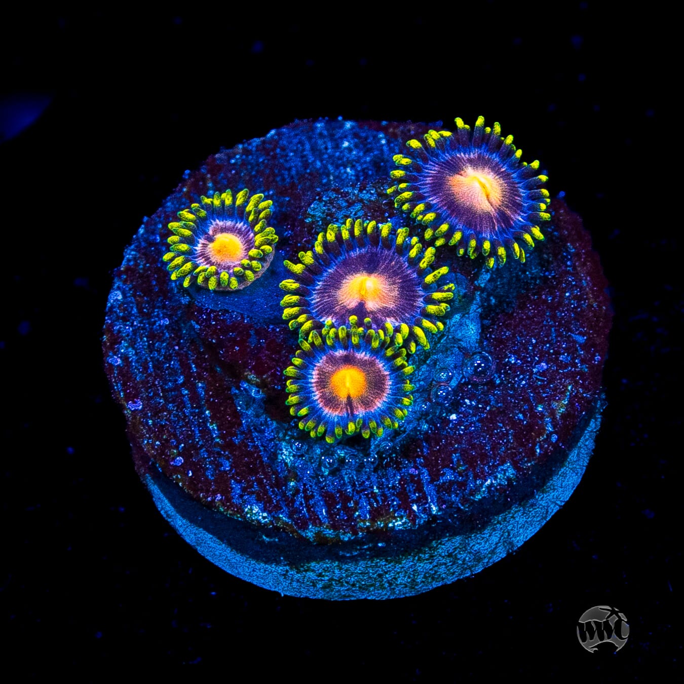 WWC Sweet Tooth Zoanthids