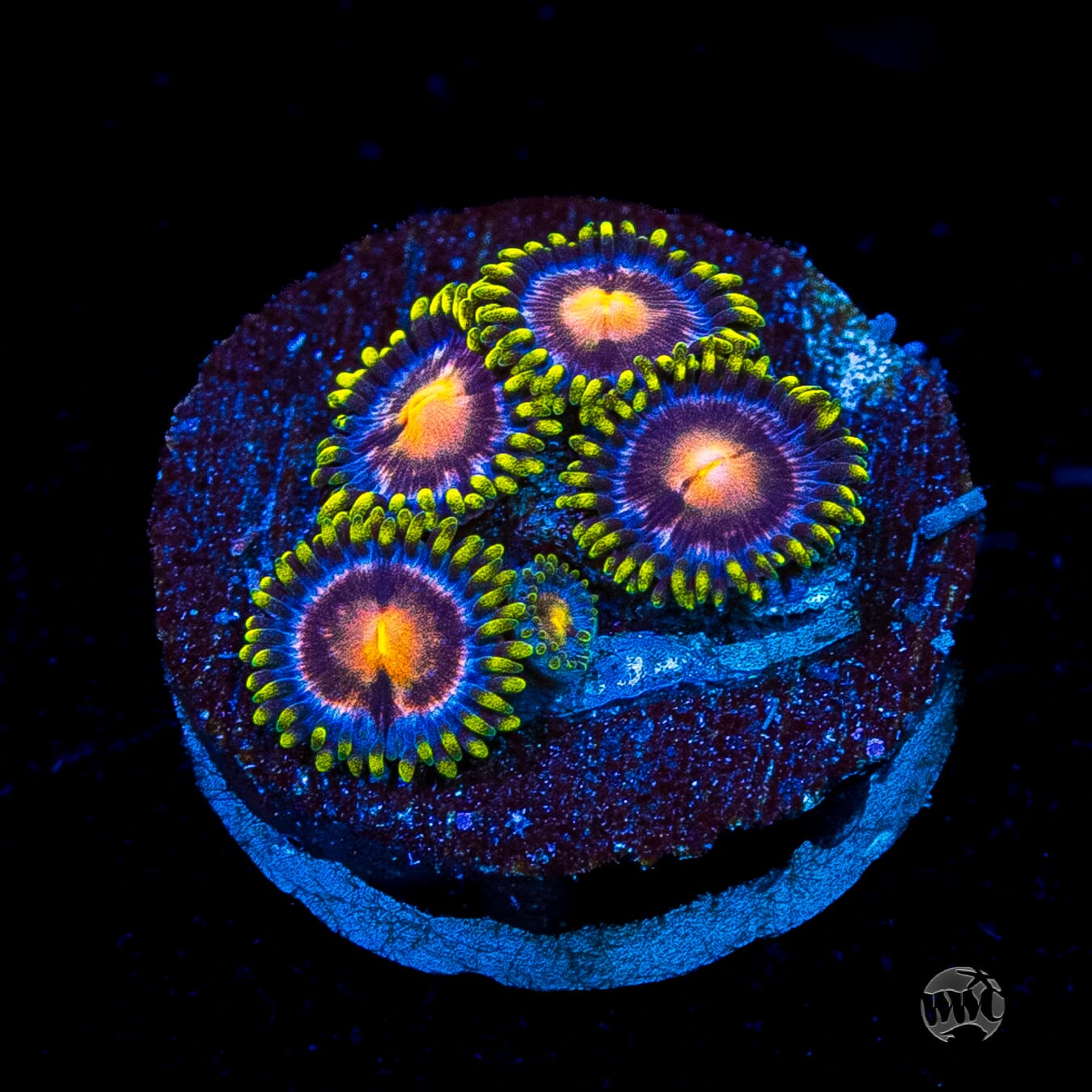 WWC Sweet Tooth Zoanthids