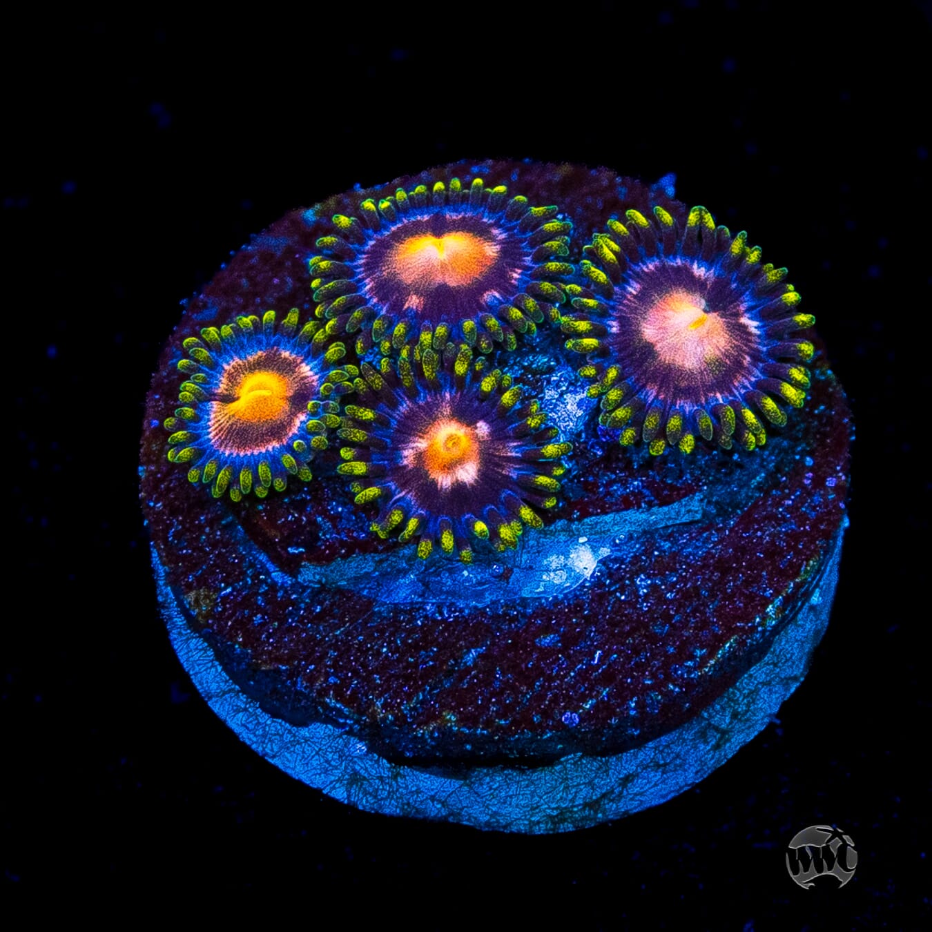 WWC Sweet Tooth Zoanthids