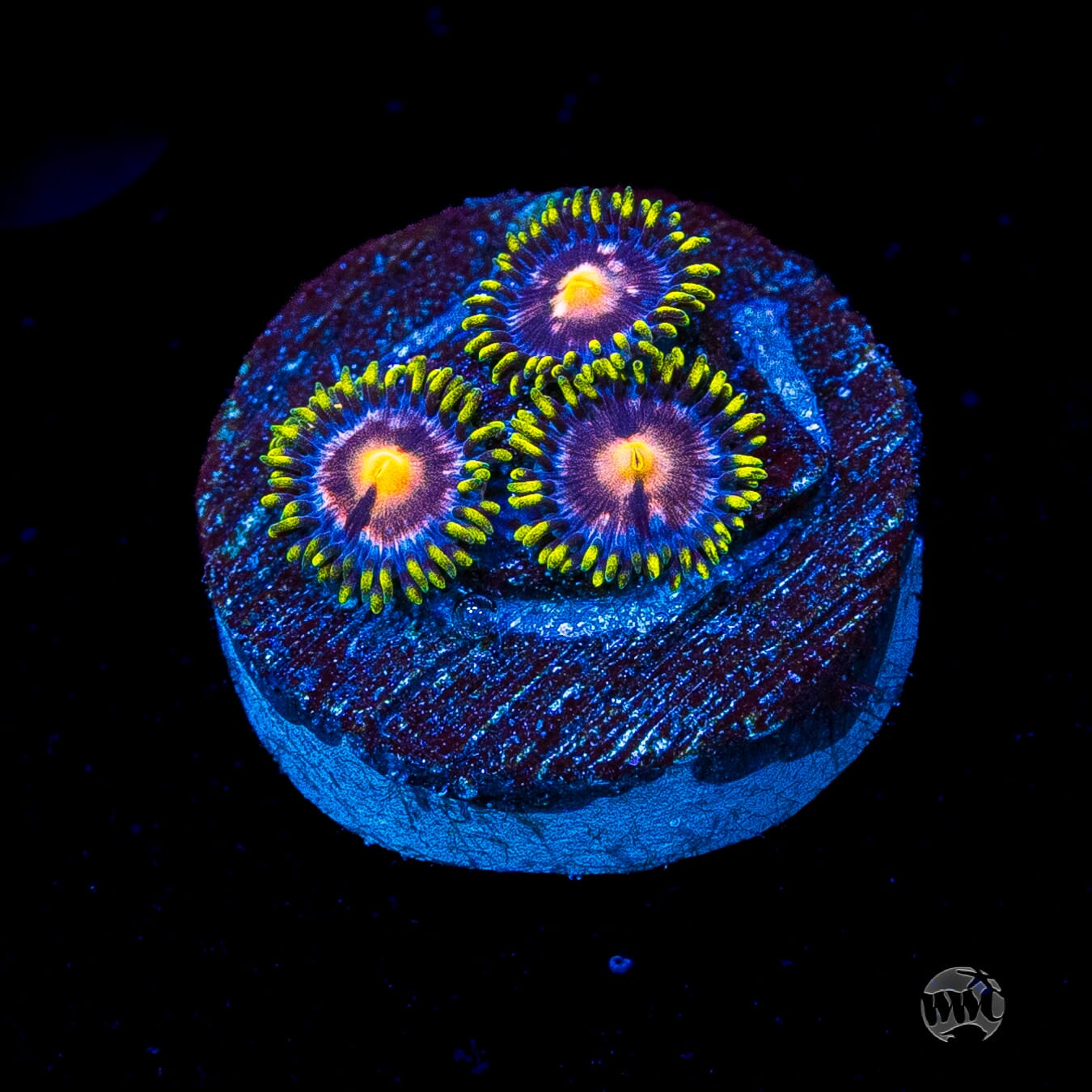WWC Sweet Tooth Zoanthids