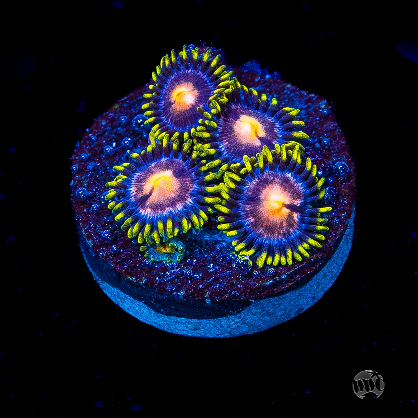 WWC Sweet Tooth Zoanthids