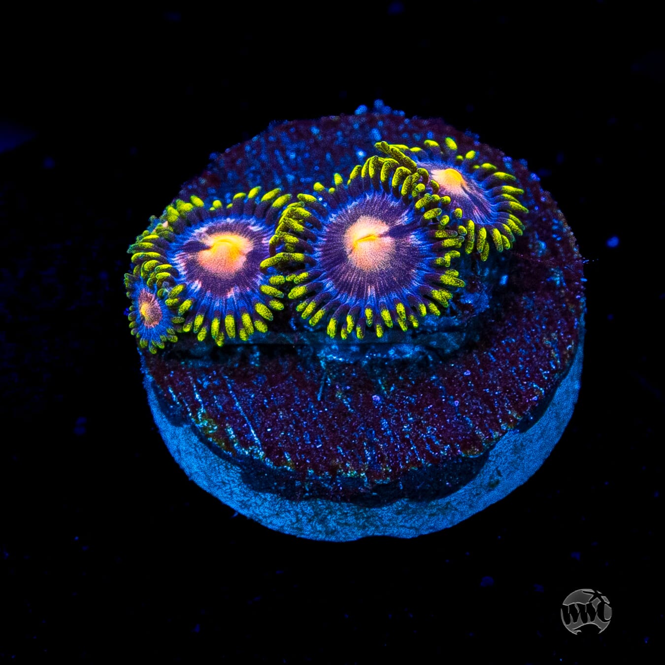 WWC Sweet Tooth Zoanthids